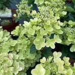 Hortenzia metlinatá (Hydrangea paniculata) ‘BEE HAPPY’® - výška 30-40 cm, kont. C2L